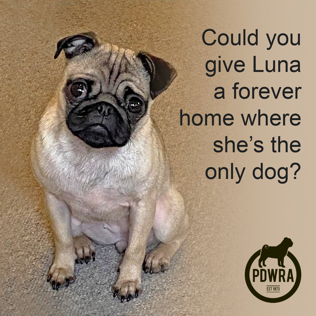 Luna is a very affectionate and smart pug who needs to be in a forever home where she’s the only dog. To find out more about Luna just visit our website  - ecs.page.link/BhM2V
#pdwra #pugcharity #pugwelfare #friendsofwelfare #foreverhome #pugadoption #pug