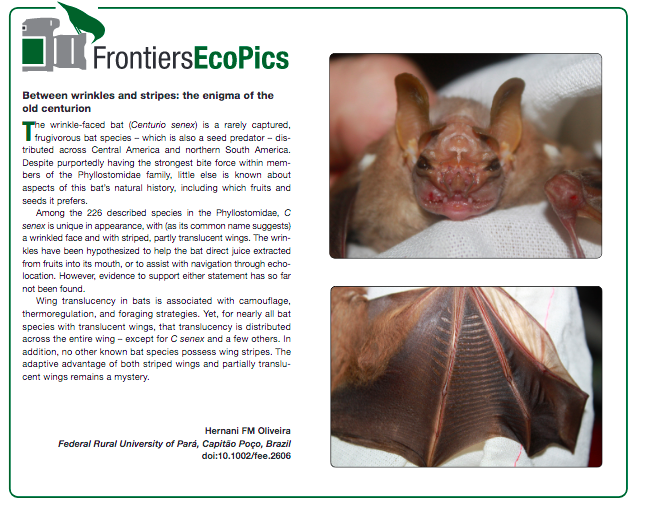 @aigverte @bat1kgenomes @BatBiology_org @isemevol Just like Centurio senex...