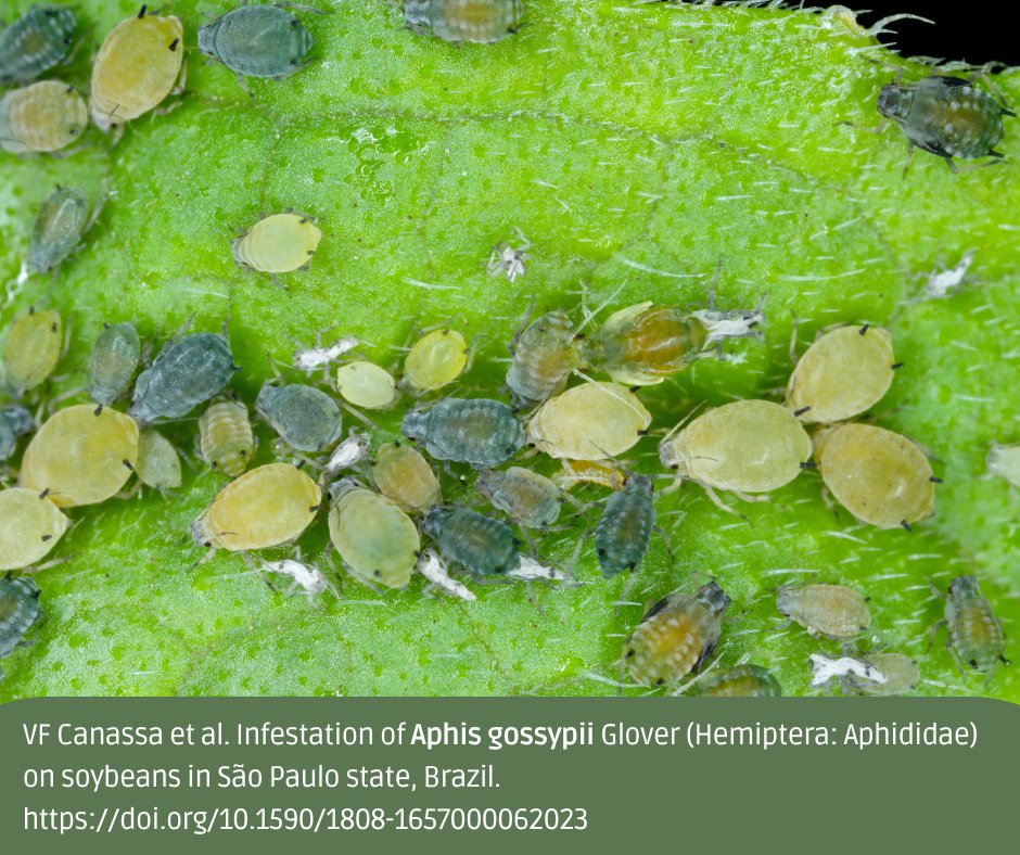 The cotton #aphid has been found infesting #soybean crops in São Paulo state 🇧🇷. This pest causes direct harm through feeding, leading to leaf shriveling &amp; shoot deformation, while also indirectly transmitting viruses to plants. 🔍🌱🫘
🔓doi.org/10.1590/1808-1…

#PCR #OpenAccess