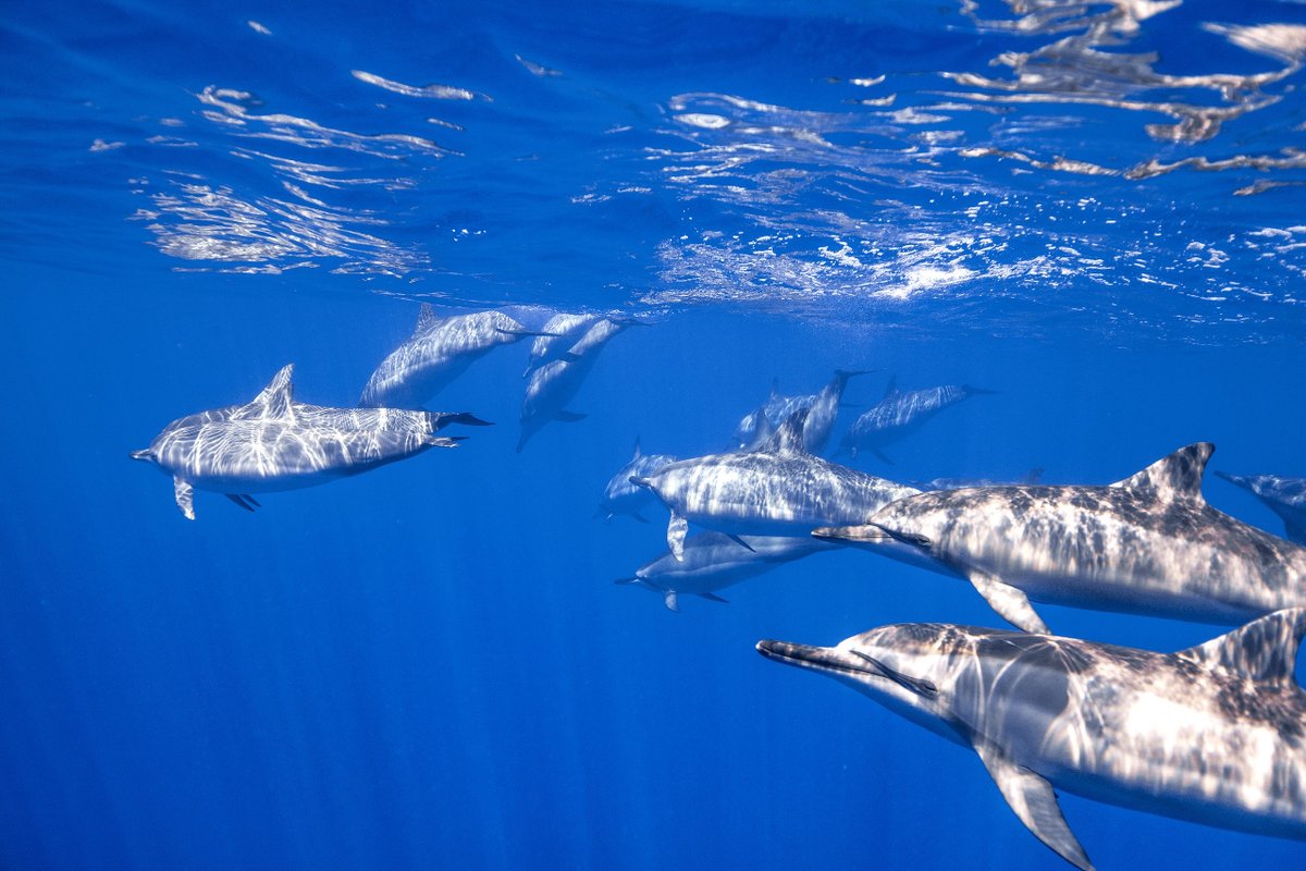 Bucear con delfines puede proporcionar beneficios emocionales y de bienestar. 

¿Estás interesado en algún curso de buceo?

Contáctanos vía MD.
.
.
.
#buceo #buceocurso #delfines