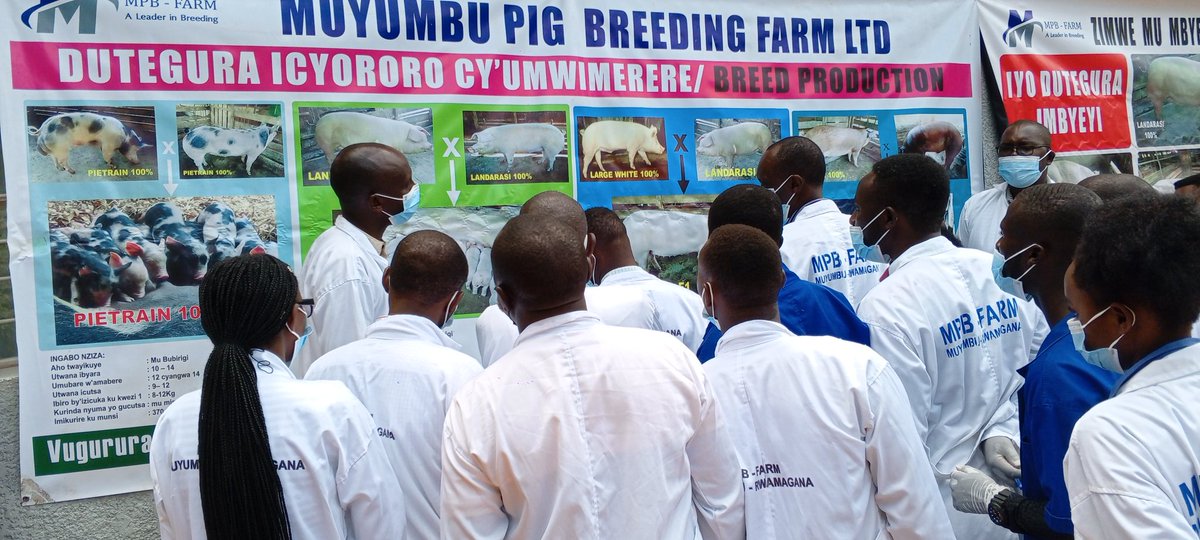 Dr_Laurien_'s tweet photo. 15 veterinary practitioners concluded 1st 🐖Swine Artificial #Insemination accredited training,worth 15 credit points as part of their Continuous Professional Development. The training was organized by @RwandaVets1 &amp; #CPD service provider @UmucyoVet.
@olivikam @NdorimanaC @WOAH https://t.co/YRYTYbooxs