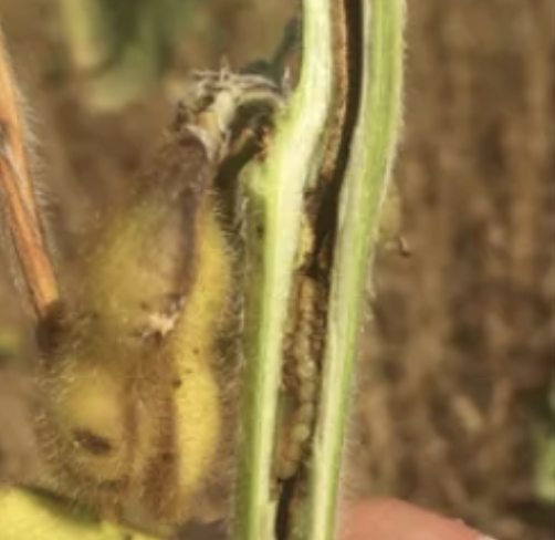 Dectes Stem Borer in Soybeans | A little seen insect that hides away: youtu.be/O2JEkoiqVXI