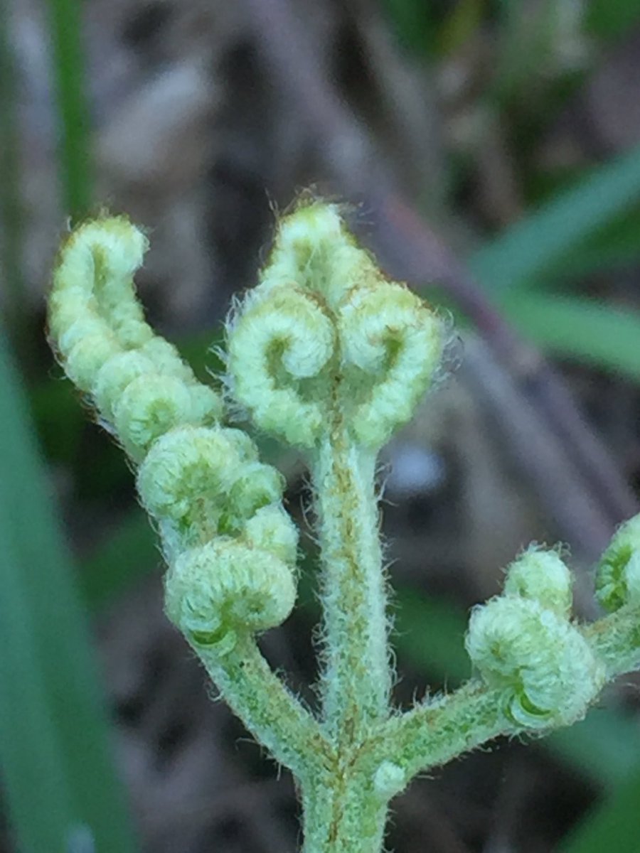 Spring is coming 💚