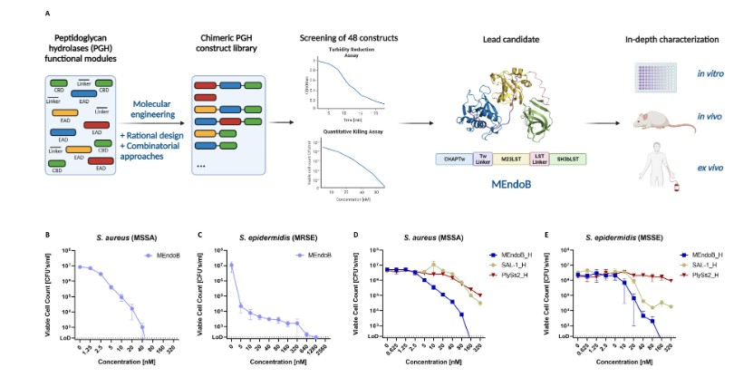 ASMicrobiology's tweet photo. With a novel mechanism of action &amp; no known resistances, peptidoglycan hydrolases (PGH) show promise as antimicrobials. In @mbiojournal, researchers engineered a PGH that exhibits an extraordinary ability to eradicate staphylococci. https://t.co/Ab4H6XGySj https://t.co/SEdP0uy9Qn