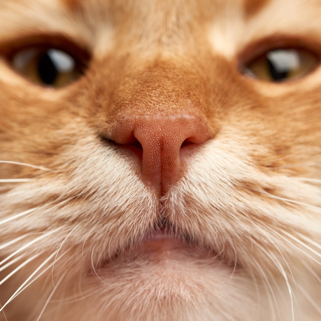 Not to be nosey but have you included your fur babies in your emergency plan? 😺
 
Remember to add your pet’s information to your emergency plan. Things like vet info, microchip number &amp; vaccination history are important to have ✔️
 
Prepare for your pets: PreparedBC.ca/EmergencyPlan#…