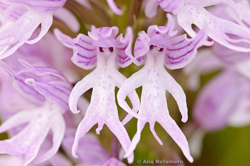 I am still down with a head cold and, lacking creative energy, I go with sophomoric humor. I give you: the Naked Man Orchid. #Thingswriterssay #Aspriringwriterslife #Writerslifestyle #Littleconversations #Writersuniverse #Authorslife #Writinginspiration #Writerslife #Words