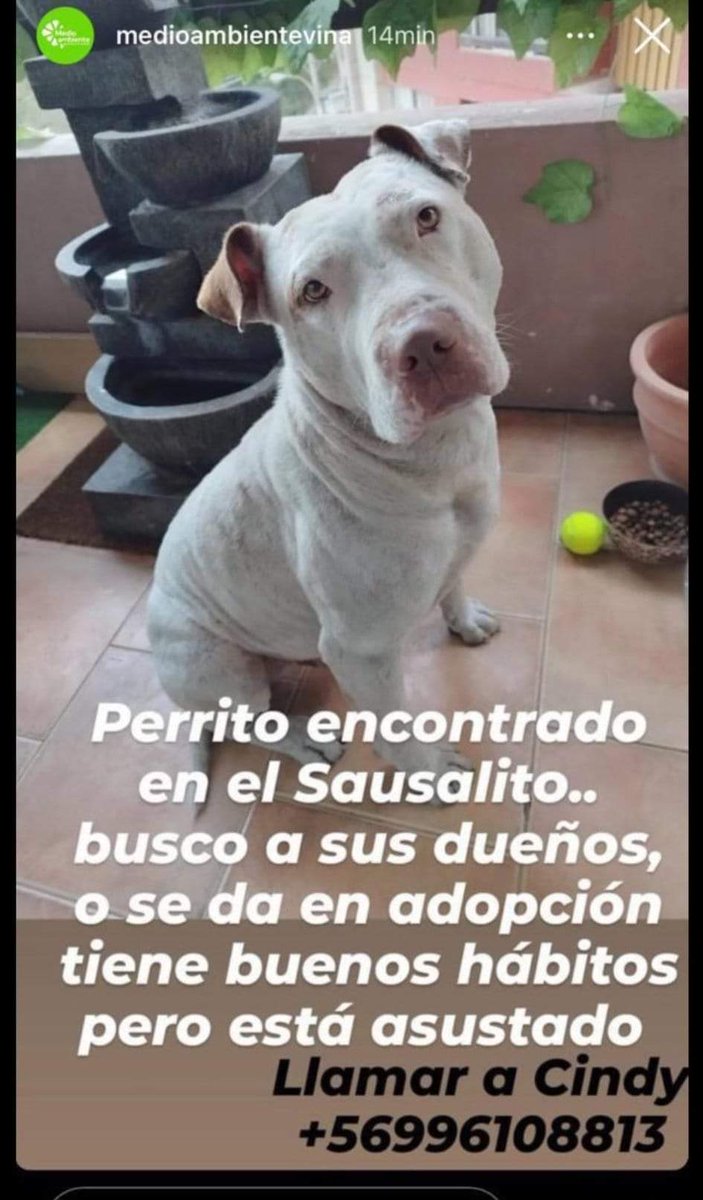 #MascotaEncontrada
#MascotaRetenida
#Valparaiso 
#VinaDelMar
#Quilpué
#IncendioForestal