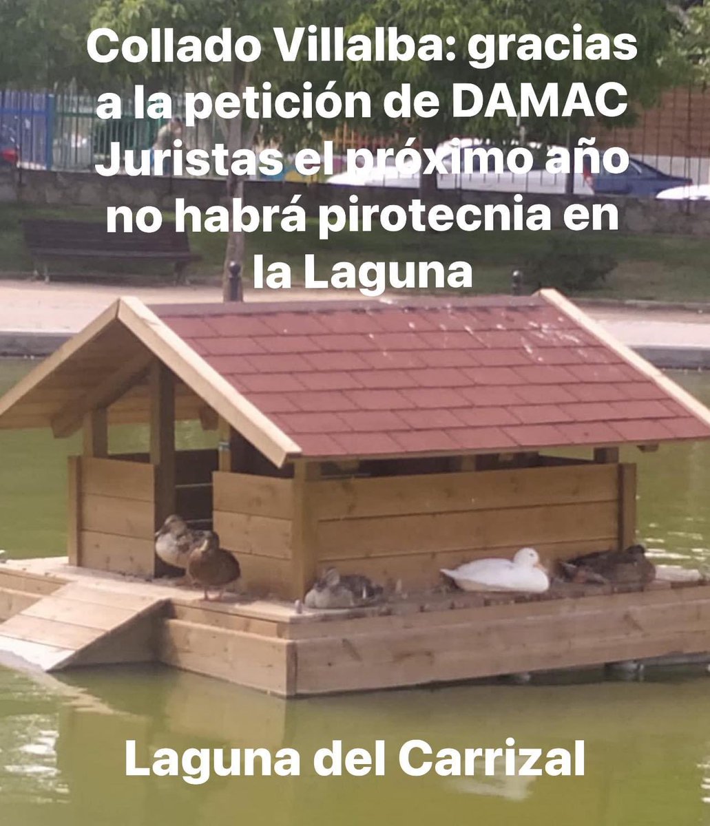 🔵 En el día de hoy hemos recibido comunicación del Ayto de Collado Villalba donde se nos informa que en respuesta a la solicitud de <a href="/damacjuristas/">damacjuristas</a> en 2024 no habrá  fuegos artificiales en la Laguna del Carrizal, hábitat natural de multitud de aves.