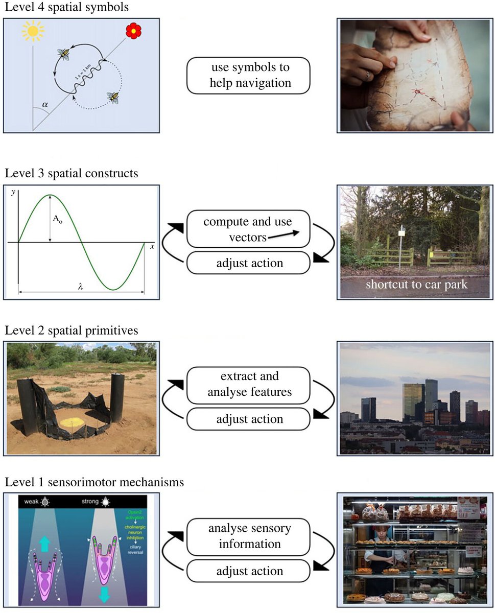 Unpacking the navigation toolbox: insights from comparative cognition | ow.ly/bUqH50QyIim #ProcB @NoraNewcombe @UofGPsychNeuro @BGSUPsych