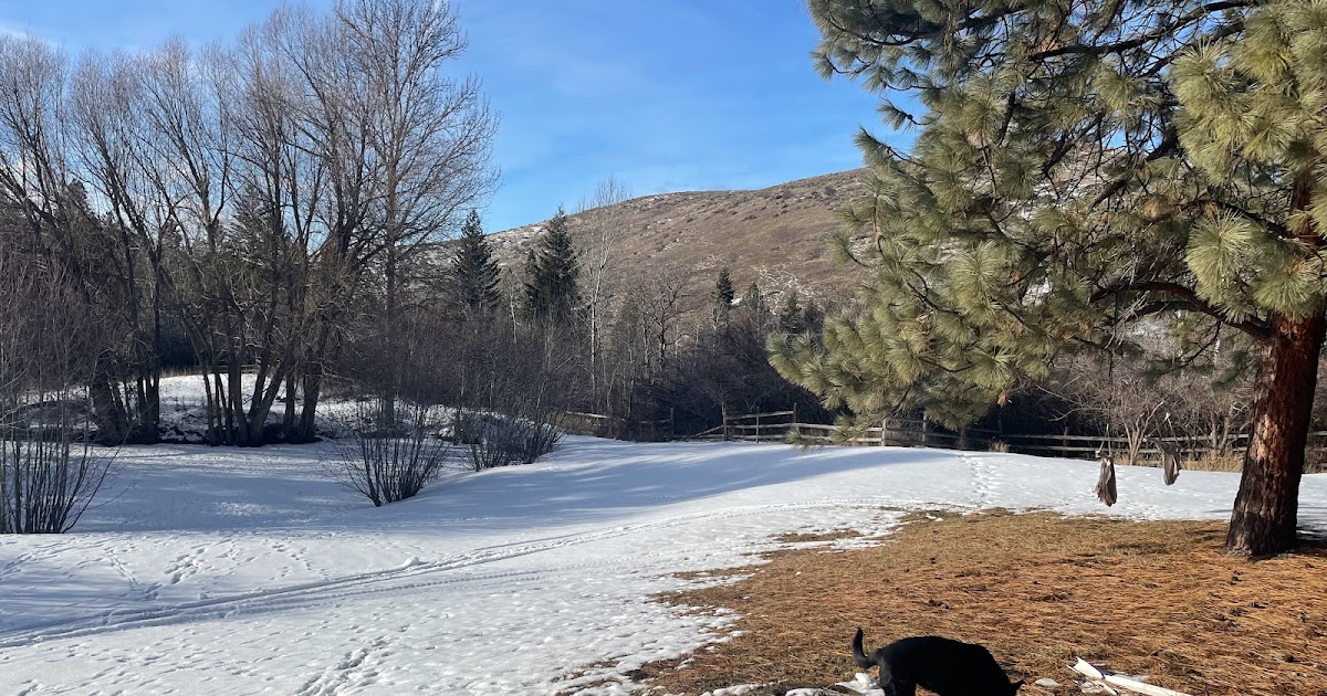 MontanaGuides's tweet photo. Fly Fishing Report for Missoula, Montana-Montana Snowpack-Missoula Fly Fishing News 2/1/2024 https://t.co/oc5FYDtymW https://t.co/wIeLG5z8sN