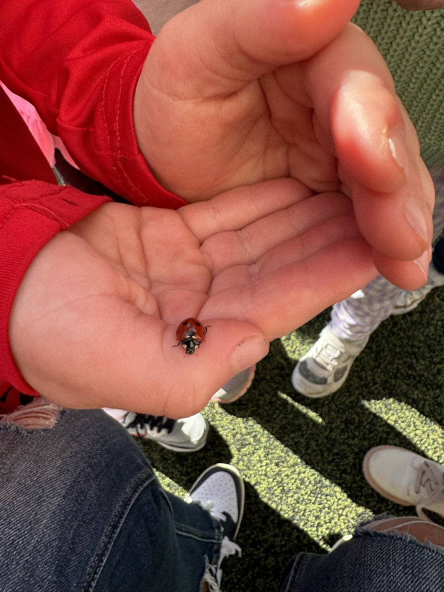 When you find a ladybug at recess and want to save it to show <a href="/MrsBrandiDiehl/">Brandi Diehl</a>. We opted for a picture and released it in its habitat! <a href="/Boyer_Elem_PISD/">Boyer Elementary</a> #TeamBoyer