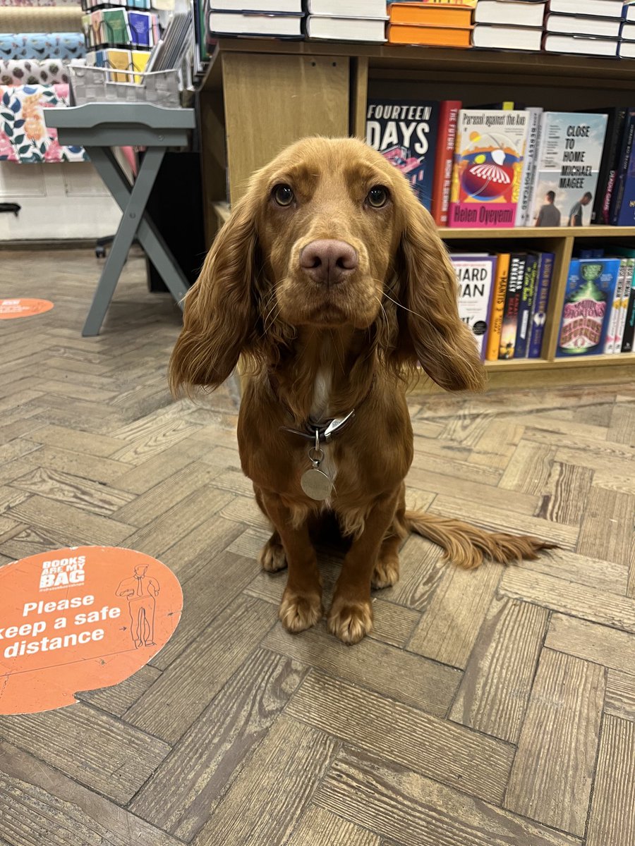 villagebooksdul's tweet photo. Toffee was just what we needed to cheer a very dull and wet February afternoon. 
#BookshopDogs
#ChooseBookshops https://t.co/upEJsCUHOG