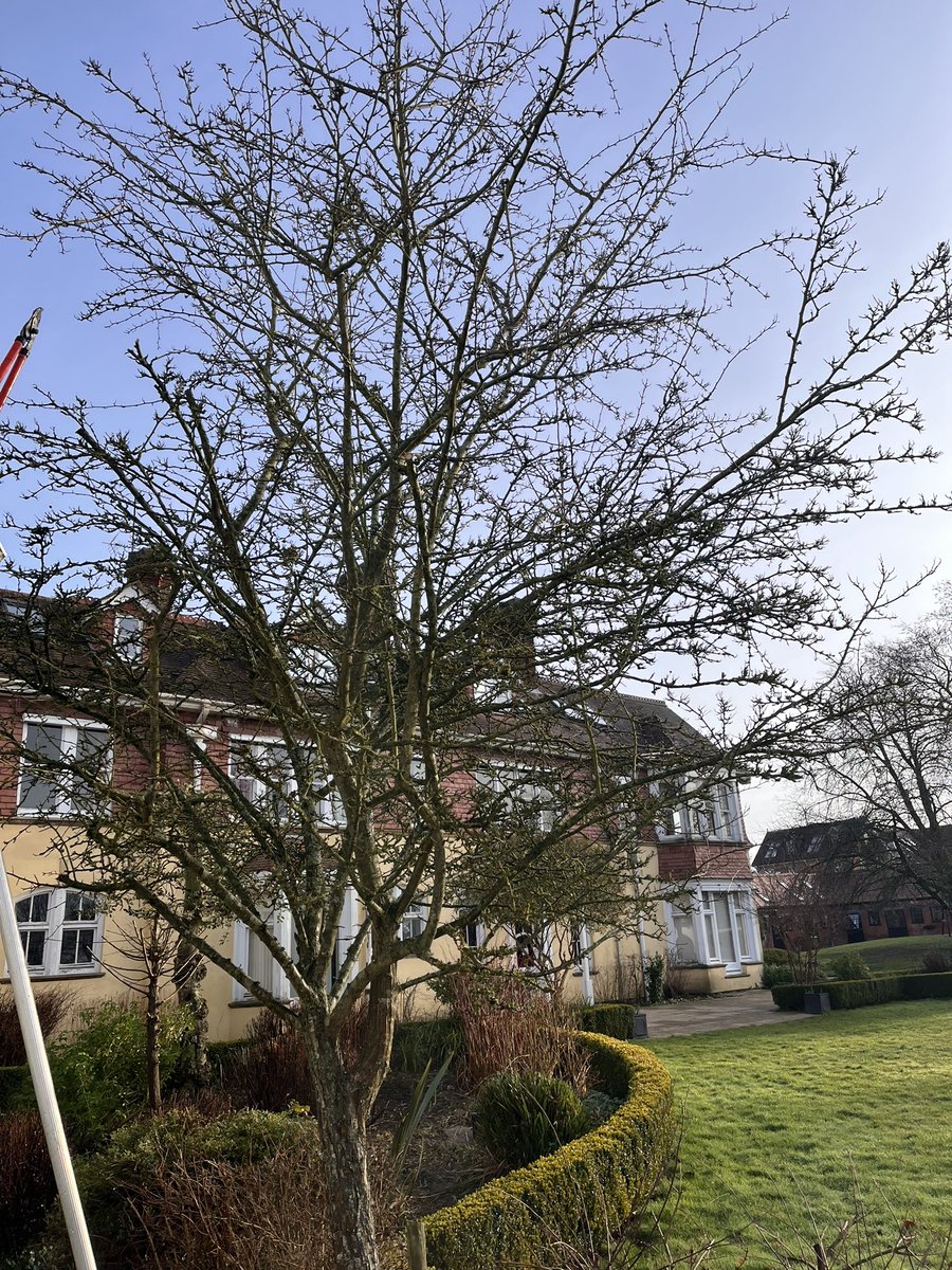 DH_Maintenance's tweet photo. After #deluge last night&amp; #forecast for a #dry day #today a case of getting #jobs done that we could with an #horrendous few #wet #days coming up🙈 first thing continued #cuttingback &amp; #tidying #beds - #hawthorn never been touched good to get #deadwood &amp; #internal #growth out👍 https://t.co/f5s4VD9SxO