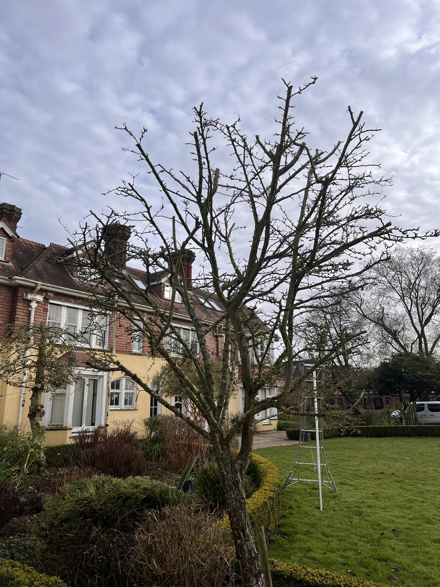 DH_Maintenance's tweet photo. After #deluge last night&amp; #forecast for a #dry day #today a case of getting #jobs done that we could with an #horrendous few #wet #days coming up🙈 first thing continued #cuttingback &amp; #tidying #beds - #hawthorn never been touched good to get #deadwood &amp; #internal #growth out👍 https://t.co/f5s4VD9SxO