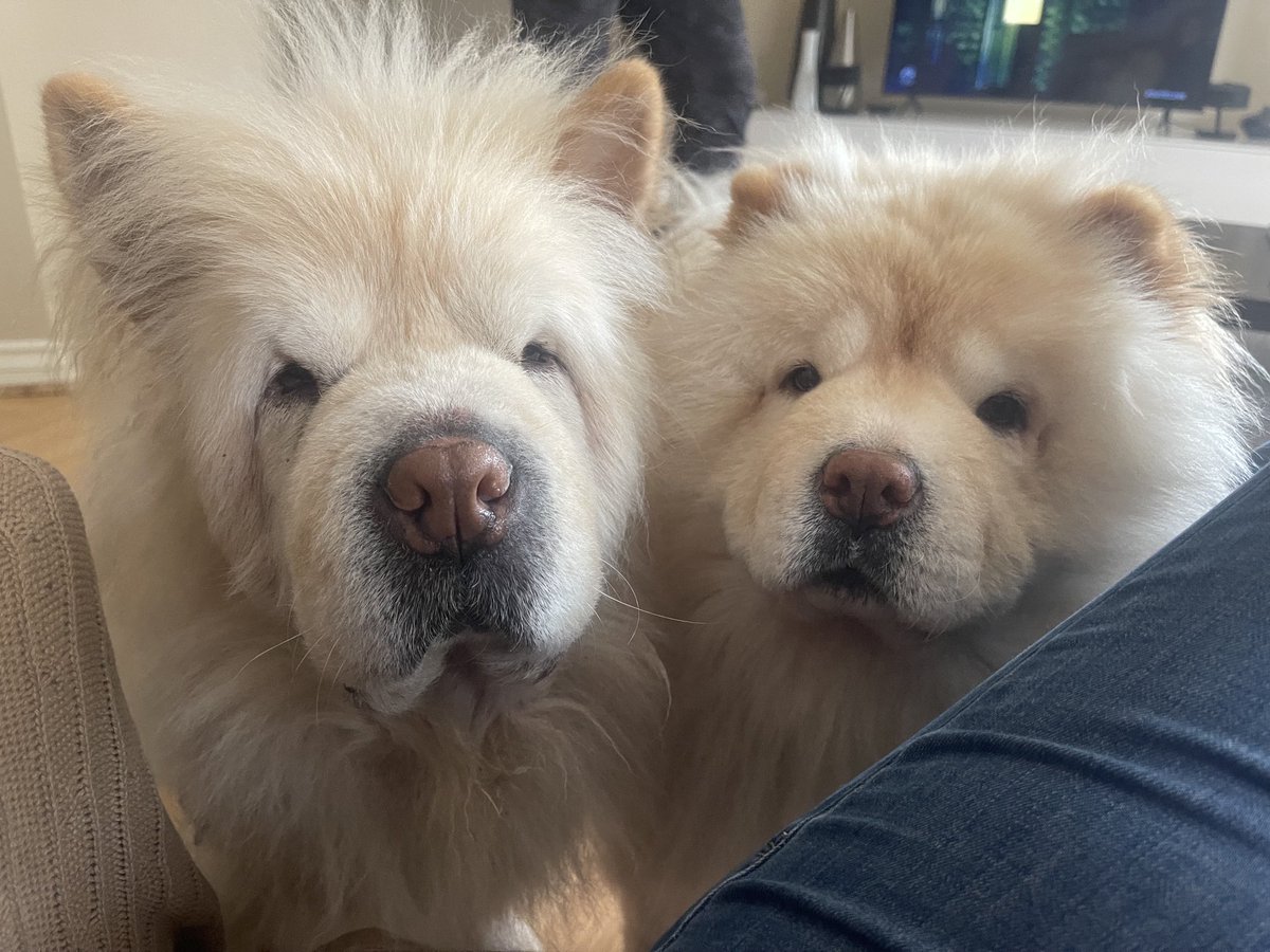 Iamtammytavares's tweet photo. They are super glad it stopped raining. Mr Eazy &amp; Zoey say hello and feed me, #chowdren https://t.co/dZMhqbmok2