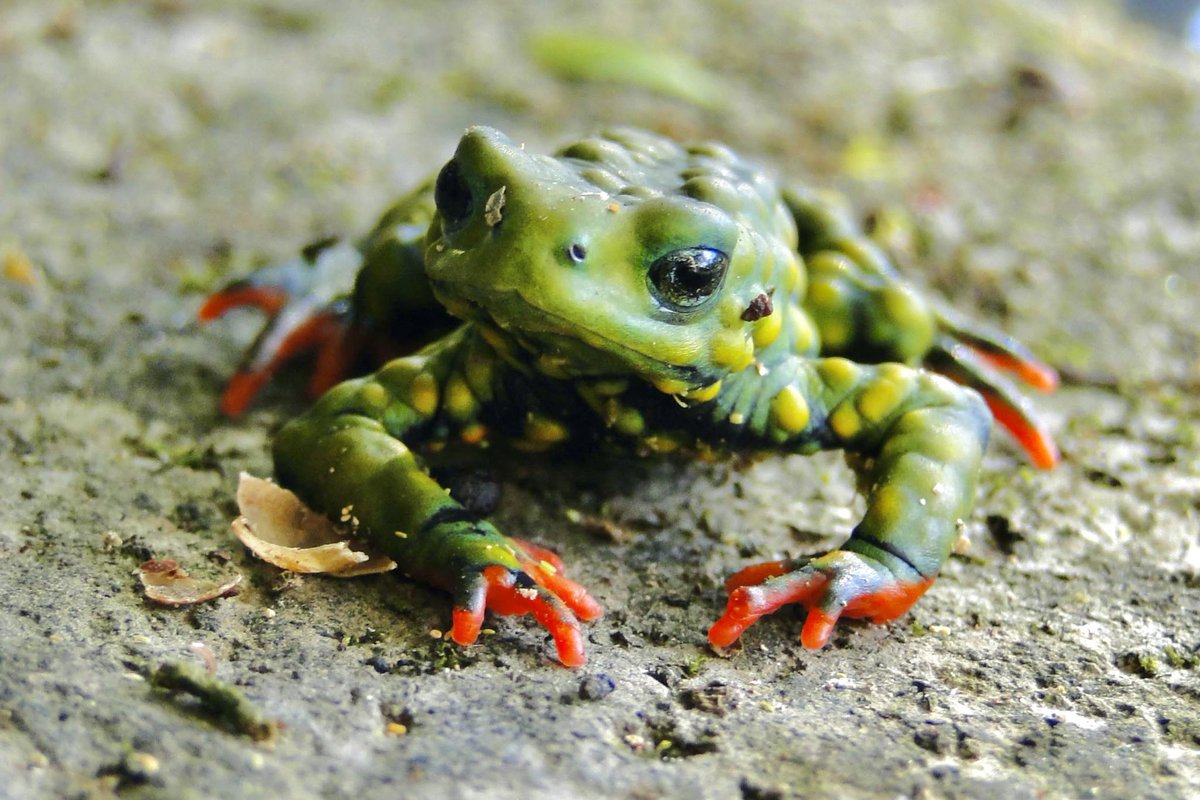 NatiFrog's tweet image. #ReverseTheRedDay featuring the stunning Admirable Redbelly Toad (Melanophryniscus admirabilis) 🐸

reversethered.org/stories/redbel…