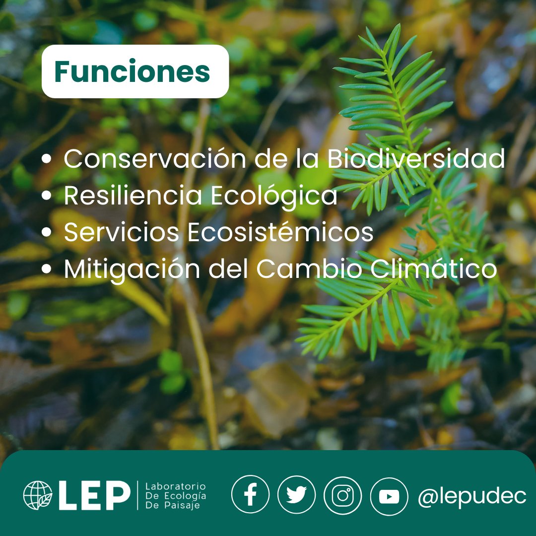 Laboratorio de Ecología de Paisaje UdeC tweet media