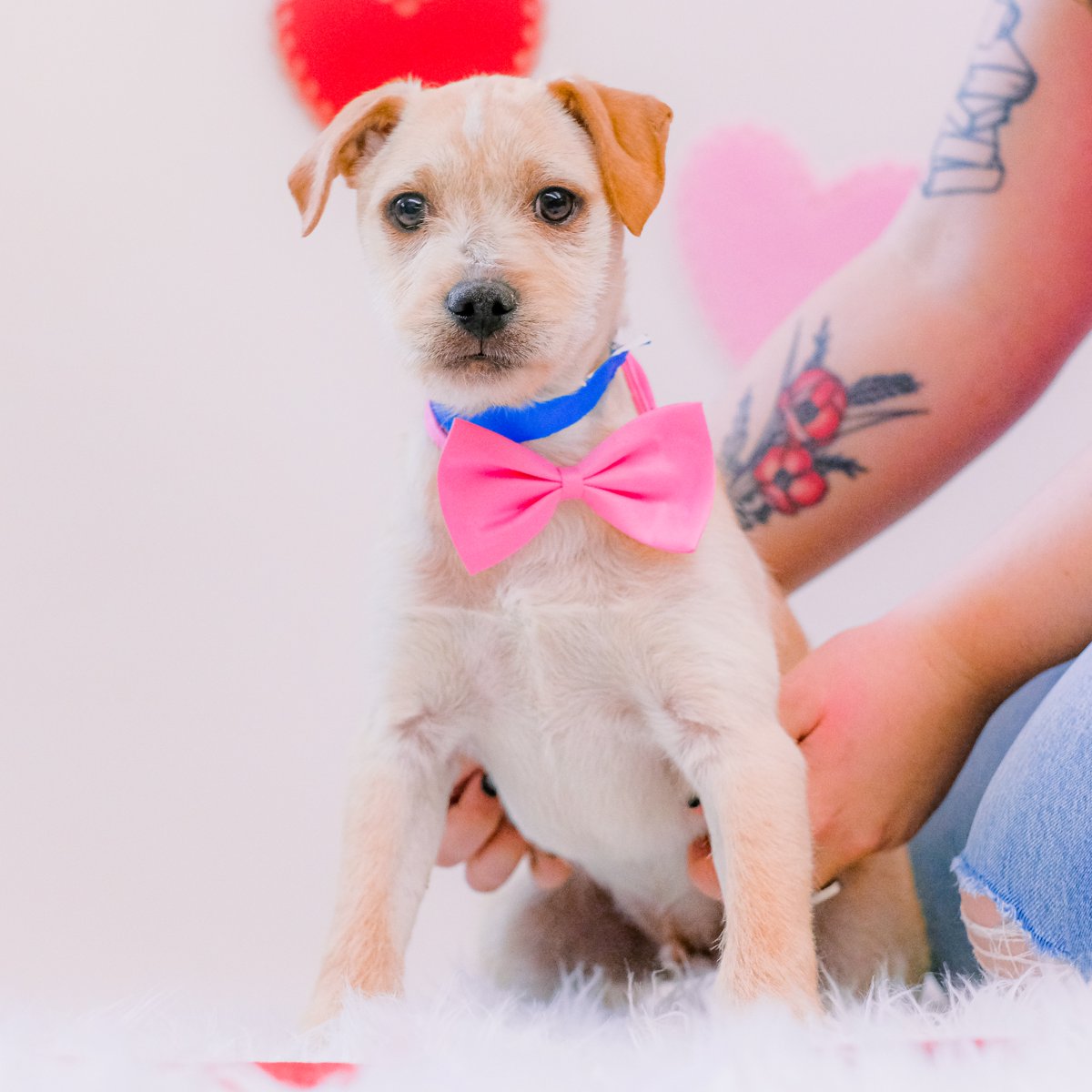 AnimalHumaneNM's tweet image. Meet the canine companion of your dreams during our Find Your Soul-Mutt Adoption Special!

From February 7 - 14, we're offering donation-based adoptions for all dogs and puppies. Find unconditional love in the form of a four-legged friend today 💕

#SoulMutt