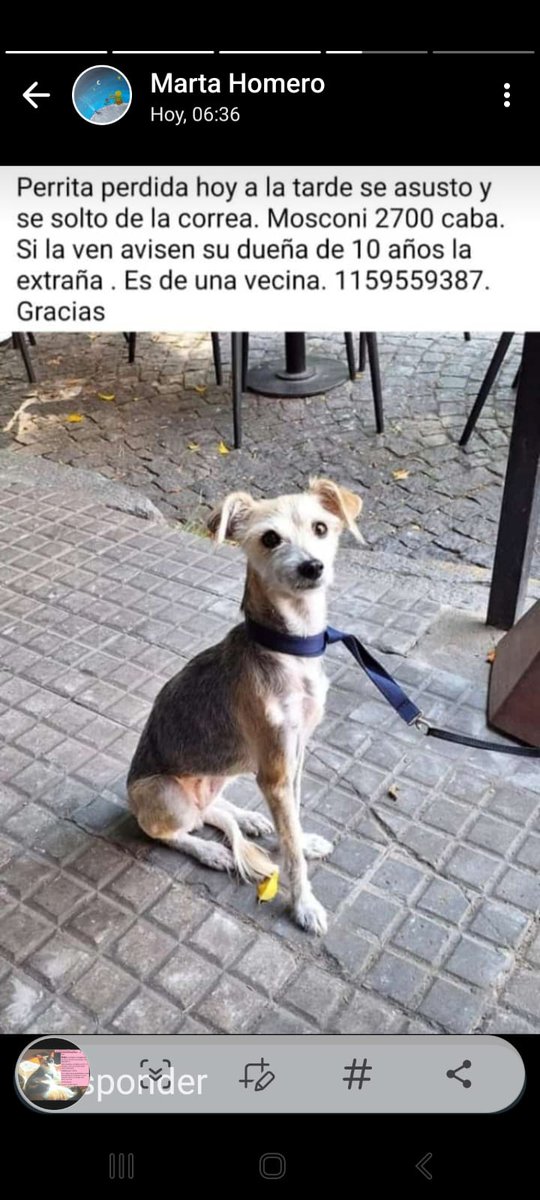 Tabyta201's tweet photo. 🔴SE BUSCA. SU DUEÑA ESTÁ DESESPERADA!!!! https://t.co/MjlKJ05Fln
