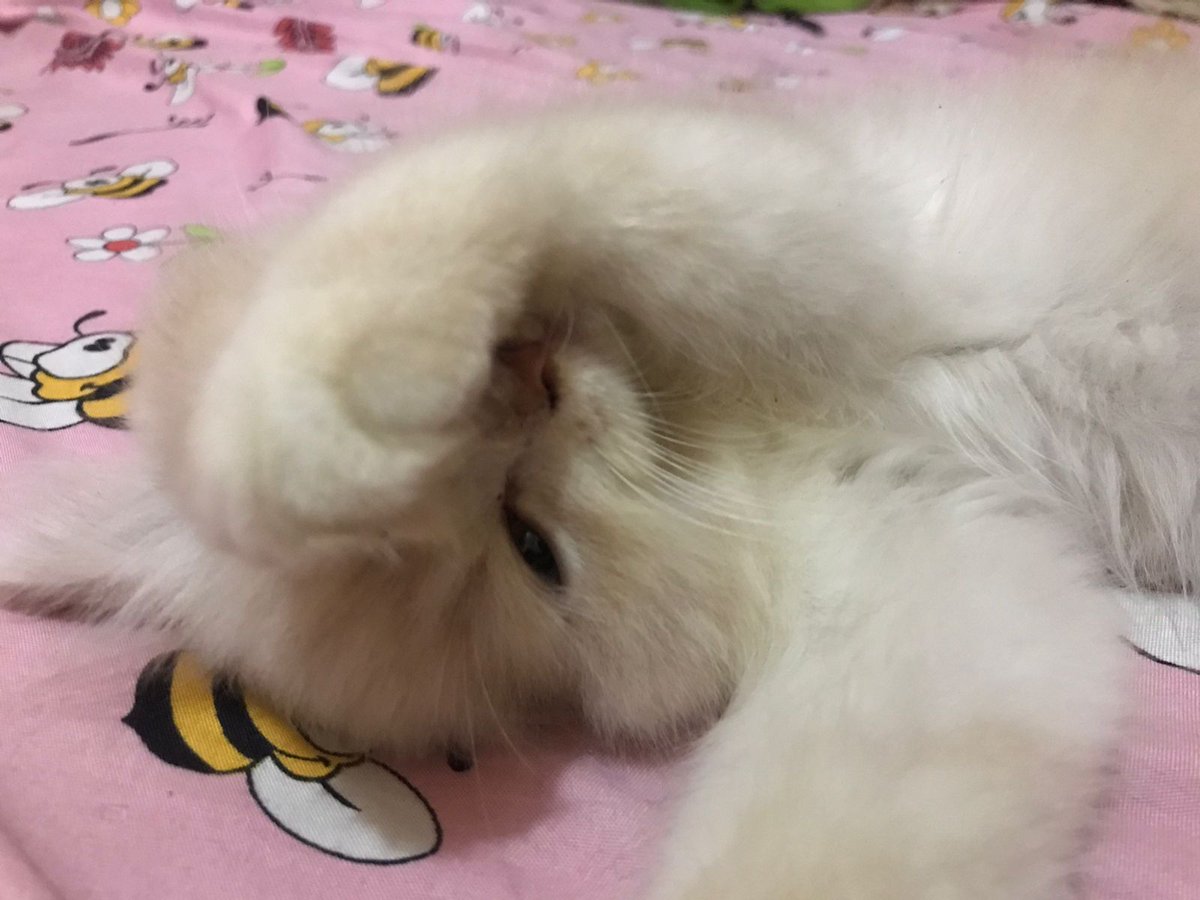 catanyyaa's tweet photo. @kochengfs hi. salam sayang dari onyooᥫ᭡ https://t.co/9orH41Q7MM