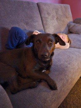 millypod1's tweet photo. ROLO HOME SAFE. THANKS FOR RT's 😊🐕🐾
🆘31 JAN 2024 #Lost #ScanMe
Choc/White Chest Jack Russell Terrier Cross Male #Ibstock #Leicestershire #LE67
Spotted in Nailstone by the Aldi depot. Then later in Newbold Vernon in a field by the turbines.
https://t.co/wRNVHpfFWT https://t.co/Kta60P63pR