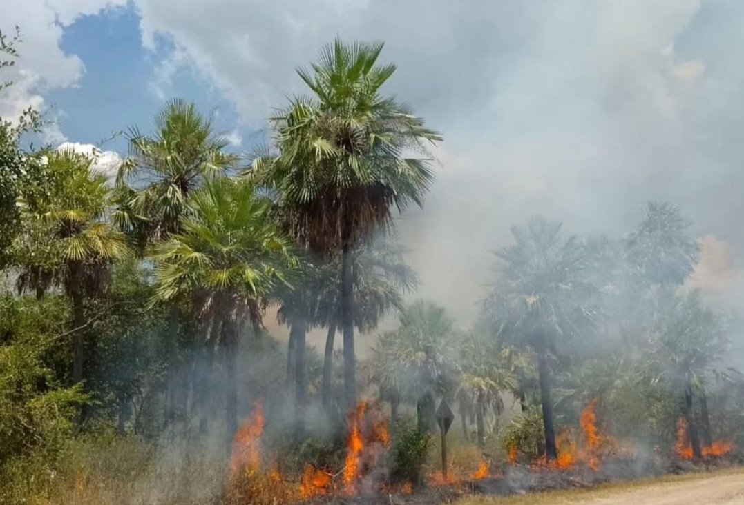 hernangiardini's tweet image. Incendio forestal en el Parque Nacional Río Pilcomayo, Formosa. 

Se cree intencional. Afecta bosques nativos con palmares y pastizales.

Precisamos más brigadistas e infraestructura en todo el país. Y penalizar la destrucción de bosques