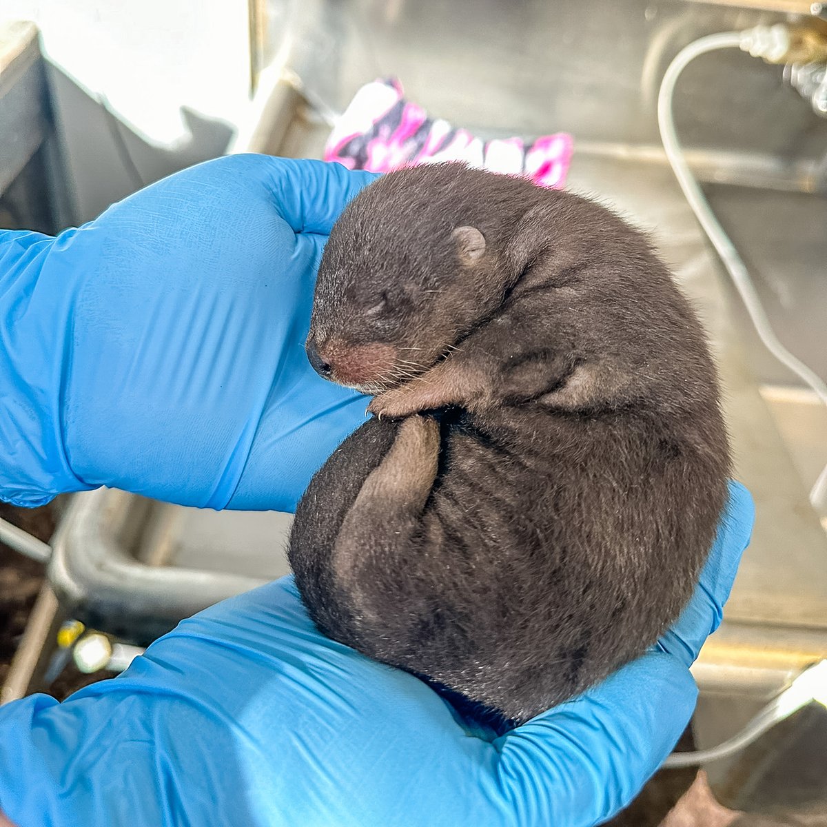 We are delighted to announce the arrival of six precious otter pups to the Lowcountry Zoo! Born on January 20th, we welcome 5 beautiful females and 1 handsome male to our otter family. #BrookgreenGardens #OtterPups #NewArrivals #BabyZooAnimals