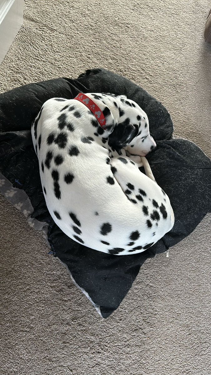 Ian_RG's tweet photo. Bailey’s asleep
#dalmatian #dalmation #dalmatians #dalmata #dalmatiansofinstagram #dalmatiner #dalmatiannation #dalmatianclubfactures #dalmatian_feature #dalmatianlove #dalmatians_of_instagram #dalmatian_pics #spottydogs #dalmatianworld https://t.co/COkVYSjJEq