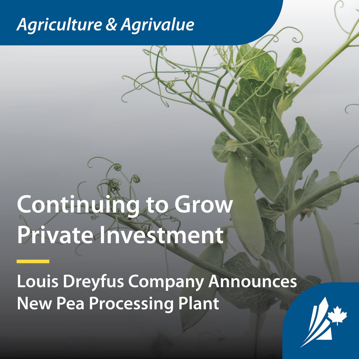 SKTradeInvest's tweet photo. 1/2 Louis Dreyfus Company’s new pea protein processing plant in Yorkton, SK, set to open by 2025, not only helps achieve pulse crop processing goals but also boosts Saskatchewan's economy.
Learn more: https://t.co/kG3UfGxOT4
#AgriBusiness #ThinkSask @WeAreLDC https://t.co/J5MH6HyY02
