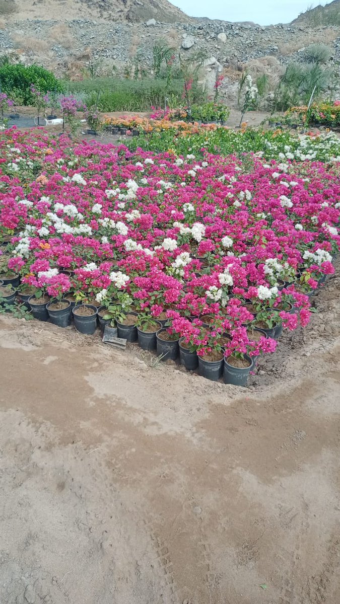 مشتل Bella Rose (@bella_rose30092) on Twitter photo 