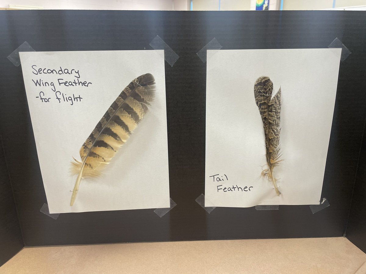 Meghan Campion tweet media