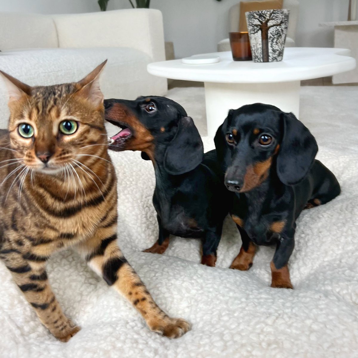 In the 'I tried it' category. A photo of 2 dogs & a cat is difficult. 1. Loub & Cocos think the treat is coming out of the wall. 2. Mimi takes a selfie. 3. You see the secret of the treat in my hand. 4. I don't know why it looks like Lou is taking a bite out of Mimi's head.