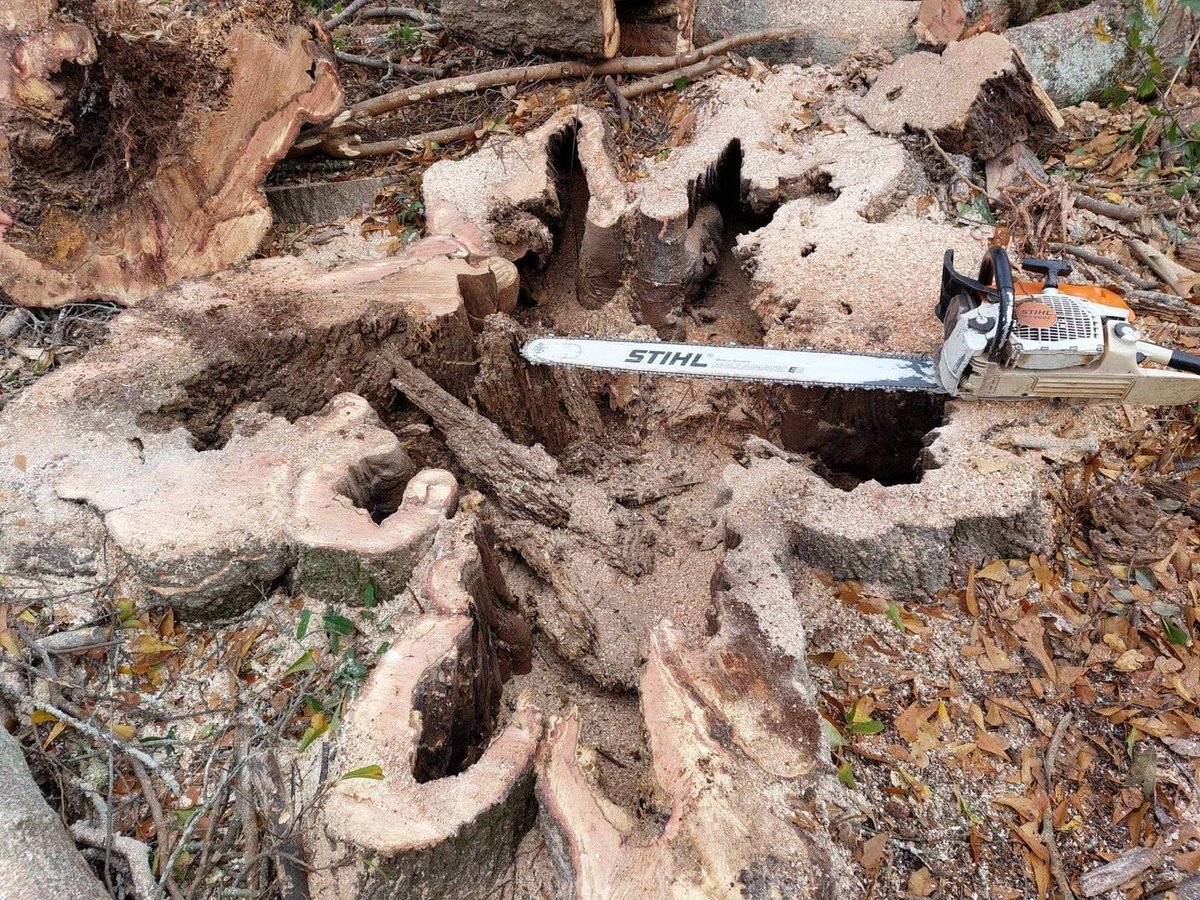 DonsTreeSvc's tweet image. THIS WAS HALLOW...GET YOUR TREES CHECKED. 770-413-8733 #TreeServiceMagic #certifiedarborist #homeownerlife