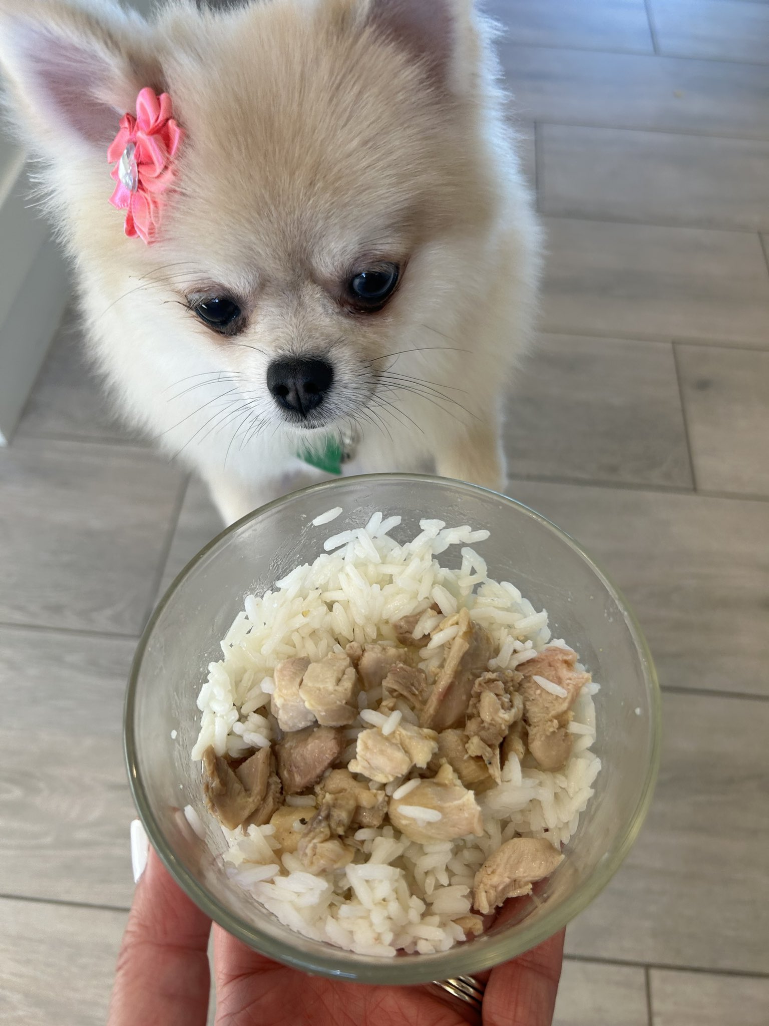 Pomeranian chicken clearance