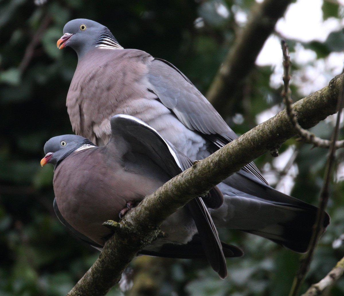 Breading Season has Started, Saw this pair of Wood pigeon's Displaying then mating Today, Lots of birds are Starting Nest building with a few weeks,😮.