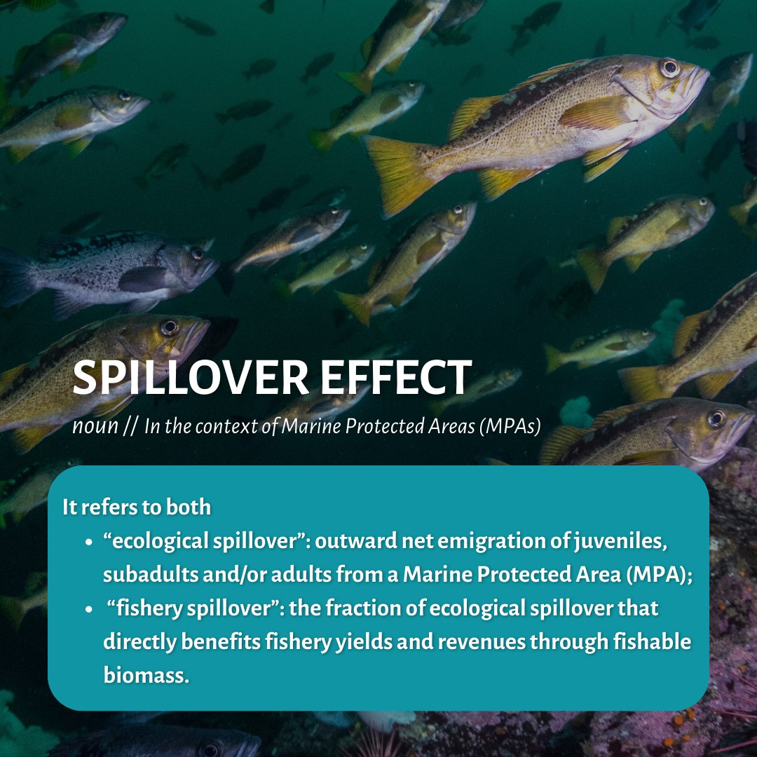 #Definition: The Spillover effect. Di Lorenzo et al., 2016: sciencedirect.com/science/articl…