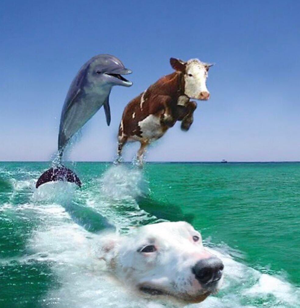 caprimilho's tweet photo. um vai toma no cu especial para todos os animais marinhos do mundo um beijo tchau https://t.co/bEZ9sBXN38