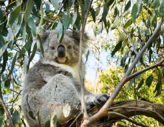 Did you know that Victoria, Australia has 30% of Australia's native animals? Extend your time in Victoria after the ISEV2024 Annual Meeting to see koalas, kangaroos and platypus! 

buff.ly/3HOafmm 

#MCB #Melbourne #MelbourneConventionBureau #ISEV2024