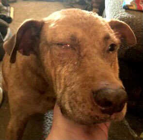 catgirl321's tweet photo. 🆘EXTREMELY URGENT🆘
Florida Cat Sanctuaries @RescueFlorida desperately needs our #HELP ⤵️
Please drop in some pennies if you possibly can - NO amount too small🙏🏻
PLEASE SHARE WIDELY/RT✔️
#weeti #cats #dogs #rescue #SaveDora #AdoptDontShop 
RT@JLthekid9999 https://t.co/f4ljiwkUxK