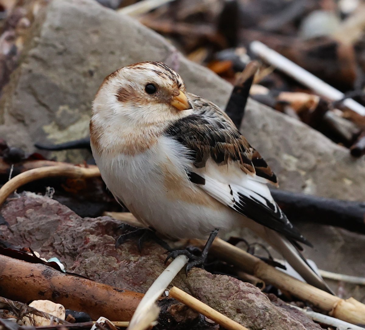 The Snow Bunting down at Tregantle........