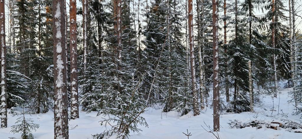 jarvinen_miika's tweet photo. Tänään -23°C pakkaspäivän tarkastuskohteena oli tila, joka kuuluu #FSC-sertiin. Kauppaan oli sovittu #MGPlus hoitomalli jolloin tekopökkelöitä tehdään enemmän, kuin FSC-sertifiointi vaatii. Hakkuu tehty lievänä yläharvennuksena. Tekopökkelöt maastoutuvat erinomaisesti maisemaan. https://t.co/VqXscTM2pJ