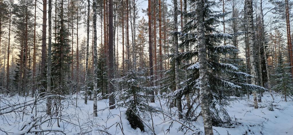 jarvinen_miika's tweet photo. Tänään -23°C pakkaspäivän tarkastuskohteena oli tila, joka kuuluu #FSC-sertiin. Kauppaan oli sovittu #MGPlus hoitomalli jolloin tekopökkelöitä tehdään enemmän, kuin FSC-sertifiointi vaatii. Hakkuu tehty lievänä yläharvennuksena. Tekopökkelöt maastoutuvat erinomaisesti maisemaan. https://t.co/VqXscTM2pJ