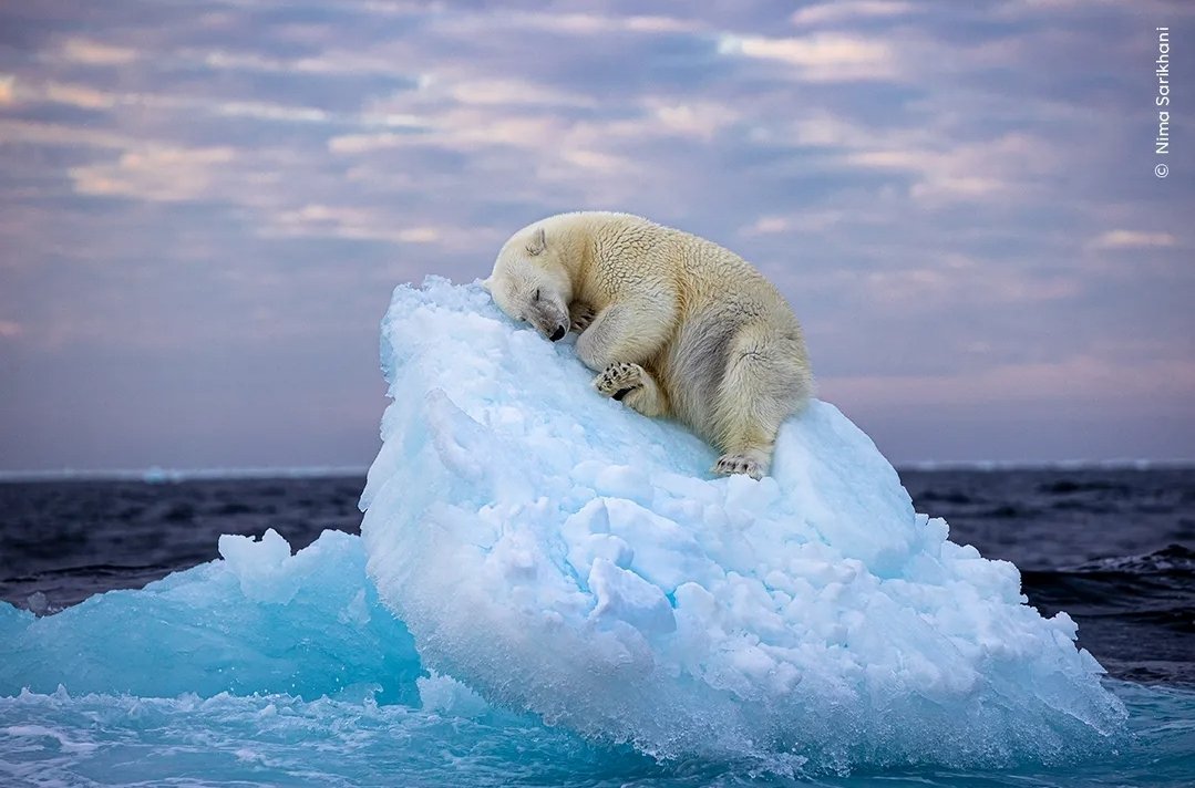 This year's Wildlife Photographer of the Year took this image of a young polar bear resting on a small iceberg. This stunning photo reminds us that there is still hope that we can protect the delicate balance of our planet and successfully combat climate change.…