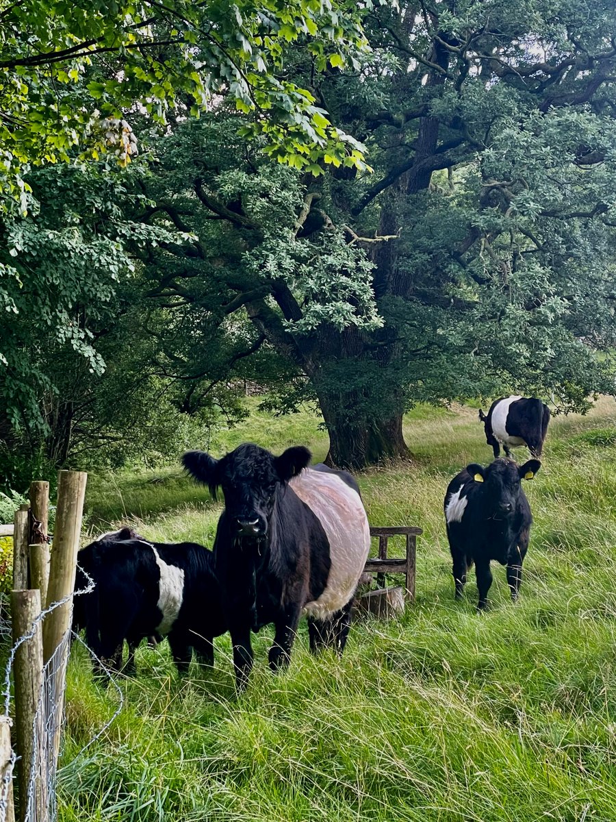 Tree Amble went off to Yorkshire to meet with Chris at Make it Wild - a site which he and Helen and the team are managing for wildlife through low input farming. The site blends ancient woodland with belted galloway cattle managed grasslands...