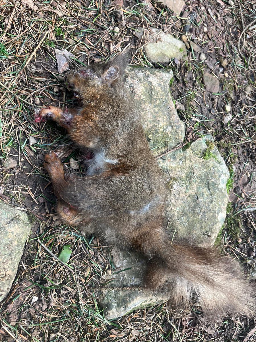 💔UPDATE No 2💔🐿️ Another precious native red has succumbed to the dreaded squirrel pox virus at Rutter Falls #cumbria #redsquirrel 😢 It’s ASTONISHING and heartbreaking that this has happened in just a couple of weeks to a healthy population of reds in a wonderful habitat.