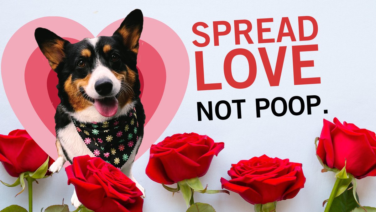 WhatcomCoPWA's tweet image. Spread love, not poop! Scoop it, bag it, AND trash it! #ScoopItBagItTrashIt #SpreadLoveNotPoop
