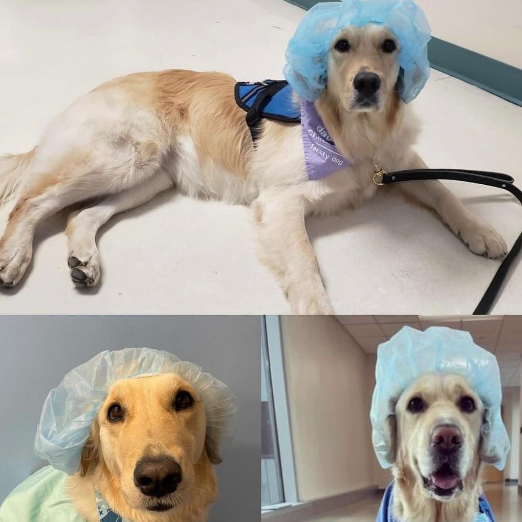 Imagine you walk into a hospital, and this is what you see. You instantly relax, right? Peppermint, Millie, and Addie’s job at Dayton Children’s is to do just that! They’re there to make the scary procedures less scary for the kids 🐾💕 

#kidscantwait #MiracleWeek #kcw