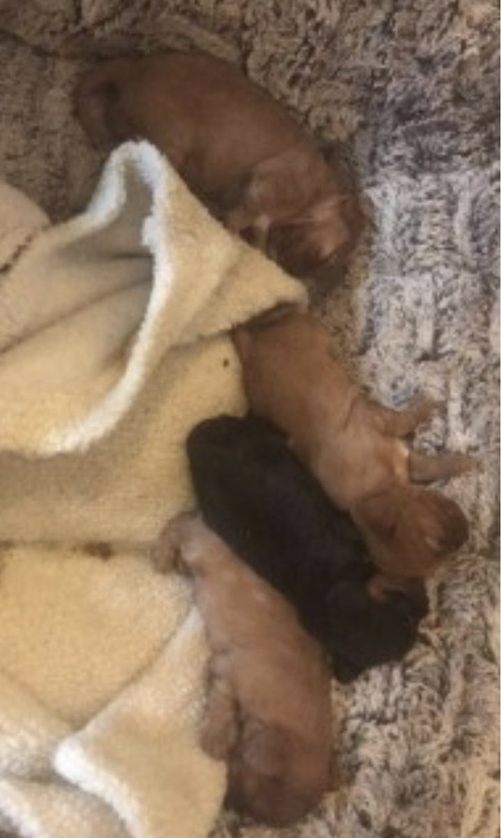rosieDoc2's tweet photo. #SpanielHour
ROSIE & her pups were #Stolen 4/5/17 HER PUPS WERE BORN on #EasterSunday so would of been teeny - did they survive, how stressed their mum would of been
#Murston #Sittingbourne
TAKEN IN #Houseburglary
https://t.co/QVrWqYEwJD
@BitofDecorum @JacquiSaid @bs2510 https://t.co/tXAKFdMlfJ