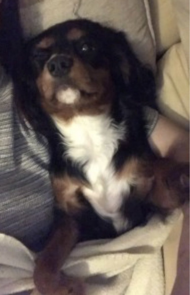 rosieDoc2's tweet photo. #SpanielHour
ROSIE & her pups were #Stolen 4/5/17 HER PUPS WERE BORN on #EasterSunday so would of been teeny - did they survive, how stressed their mum would of been
#Murston #Sittingbourne
TAKEN IN #Houseburglary
https://t.co/QVrWqYEwJD
@BitofDecorum @JacquiSaid @bs2510 https://t.co/tXAKFdMlfJ