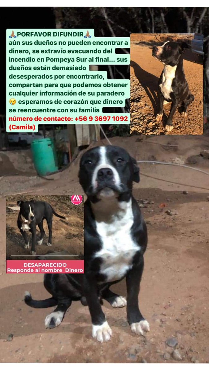 Chilena9772's tweet photo. #PompeyaSur #Quilpue
Se busca a este perrito perdido, se llama Dinero. Contacto Camila +56936971092 
RT @Se_Me_Perdio @BrendaEtchegar1 @Evelyn_Torres_h @eltuitdemarsh @cosmica_gatita @carolinapinoc @GEJORIO @NoticieroAnimal @kattykowaleczko @DiaztabitaE @iritas1117 @jrdevices https://t.co/GLsCQ5r9pb